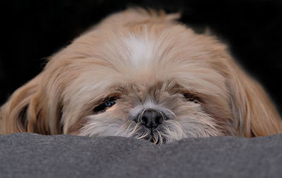 Close-up portrait of a dog