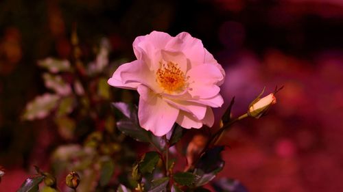 Close-up of pink flowering plant