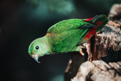 Close-up of small parrot perching on wood