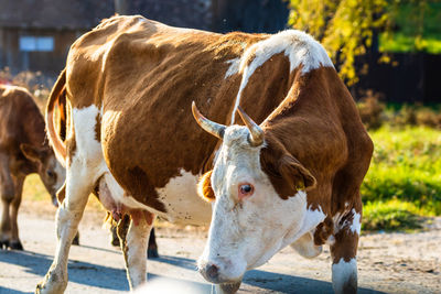 Close-up of cow