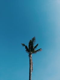 Low angle view of coconut palm tree against clear blue sky