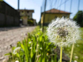 Close-up of dandelion flower on field