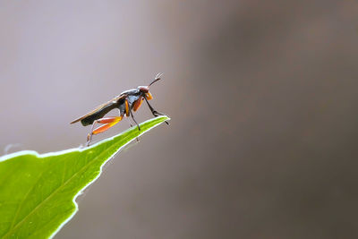 Close-up of damselfly perching on plant