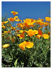 Flowers growing in field against clear blue sky