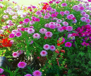 Close-up of pink flowering plants