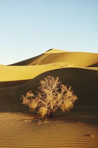 Tiny tree or bush. in the desert by sunrise