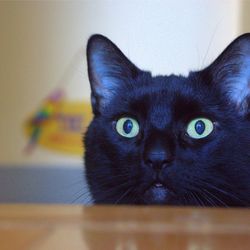 Close-up portrait of cat