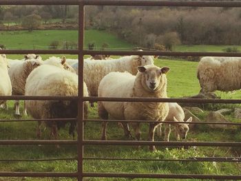 Sheep by fence