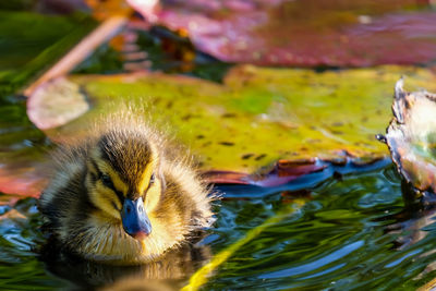 Close-up of ducks swimming in lake