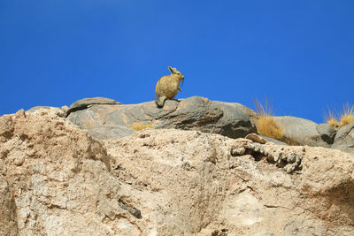 Low angle view of bird on rock against blue sky