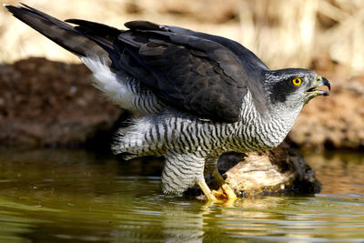 Close-up of eagle