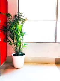 Potted plant on window sill at home
