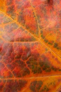 Full frame shot of multi colored tree