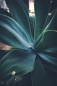 High angle view of succulent plant