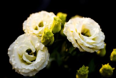 Close-up of flowers against black background