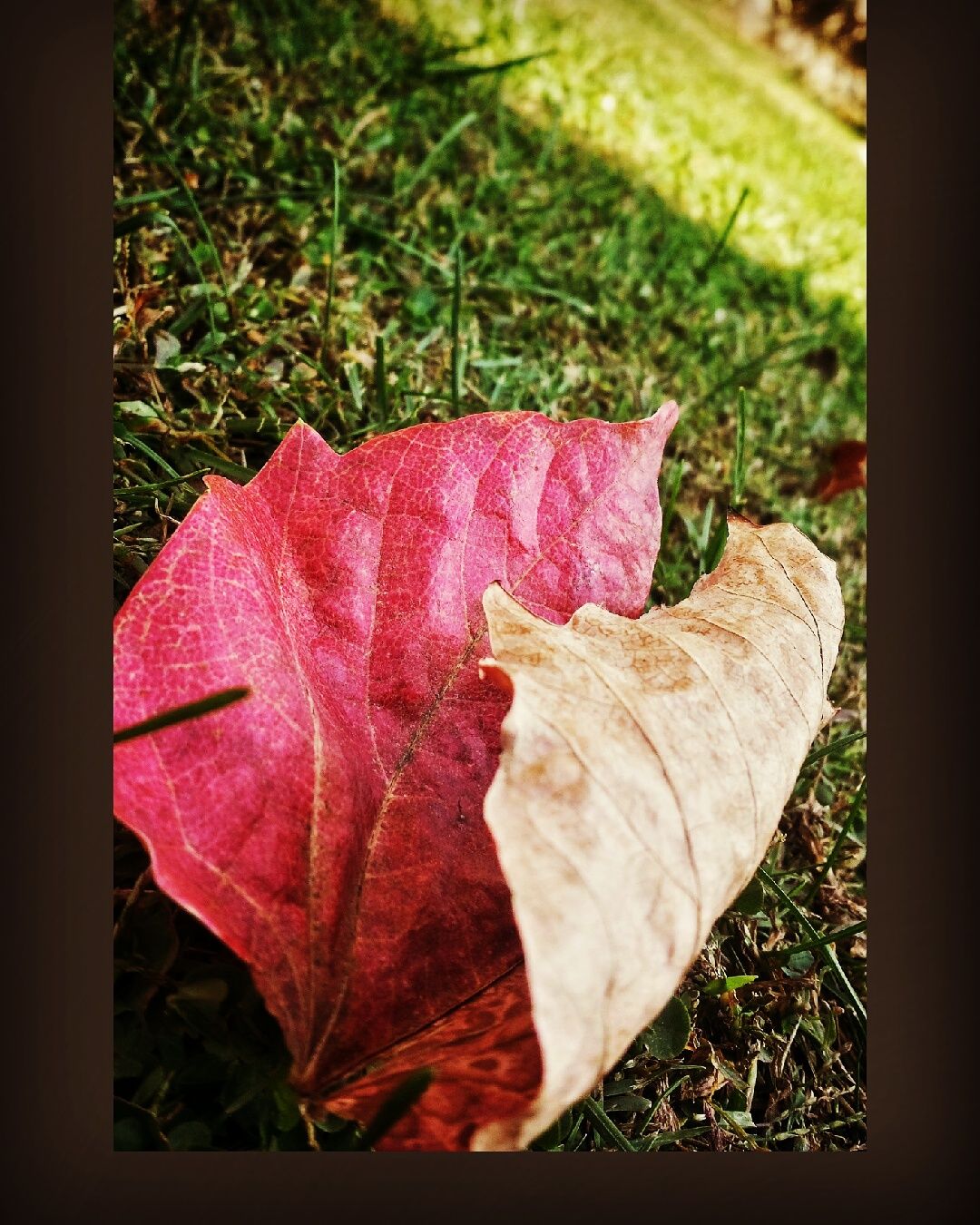 Dry leaf on green grass