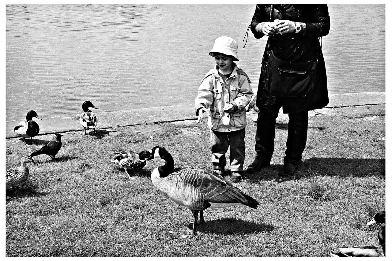 transfer print, bird, water, animal themes, auto post production filter, lifestyles, men, leisure activity, wildlife, animals in the wild, full length, togetherness, sea, beach, day, nature, sunlight