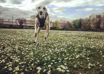 Full length of man with dog against sky