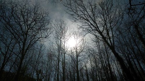 Low angle view of bare trees in forest