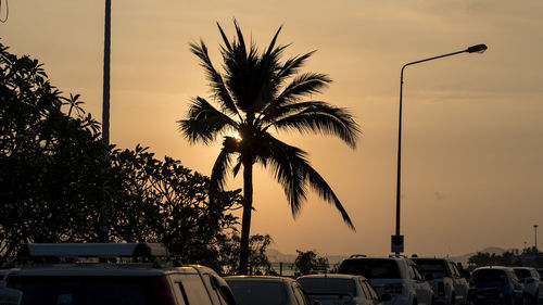 Low angle view of palm trees against sky