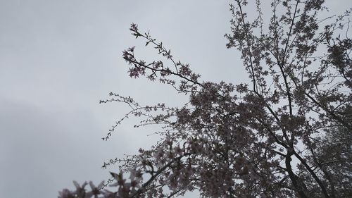 Low angle view of tree against sky