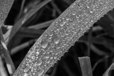 Close-up of raindrops on leaf