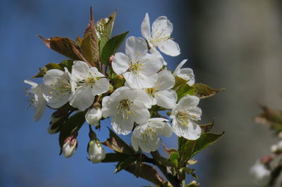 Close-up of white flowering plant