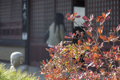 Close-up of flowers in city during autumn