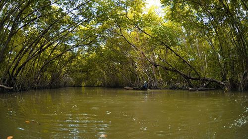Scenic view of lake in forest