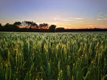 Scenic view of wheat field against sky during sunset