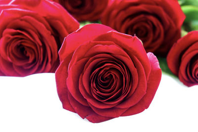 Close-up of red rose against white background