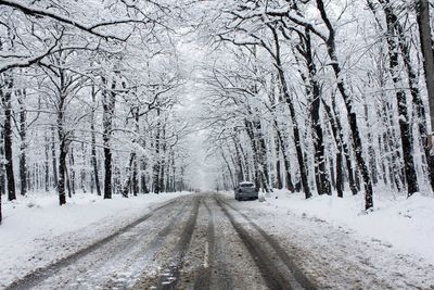 Snow covered trees in winter