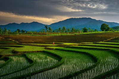 Scenic view of agricultural field against sky