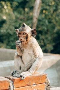 Monkey sitting on looking away