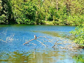 View of birds in lake