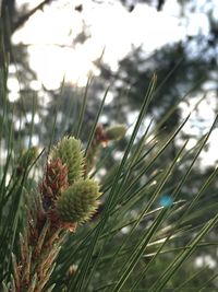 Close-up of thistle against sky