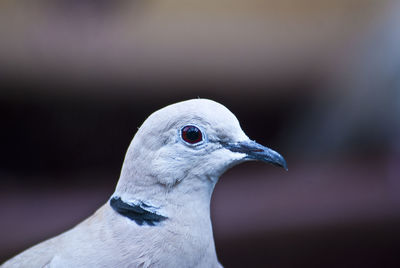 Close-up of seagull