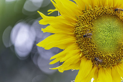 Close-up of honey bee on sunflower