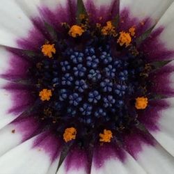 Close-up of daisy flower