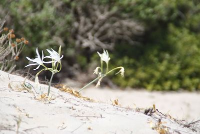 Close-up of white flowers