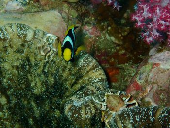 Fish swimming in sea