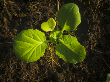 High angle view of plant growing on field