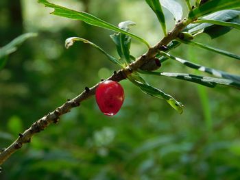 Close-up of red berries growing on tree