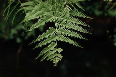 Jungle tropical fern leaf. exotic background for spa and environmental conservation