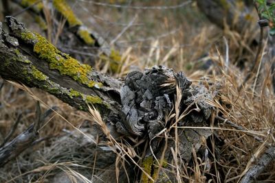 Close-up of dry plant