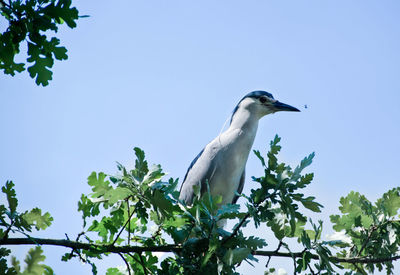 Low angle view of bird perching on branch against sky