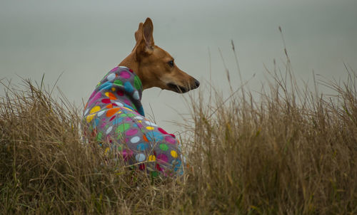 Dog on field against sky