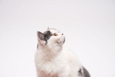 Close-up of cat against white background