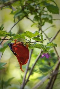 Close-up of butterfly on plant