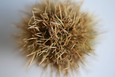 Close-up of dried plant against white background